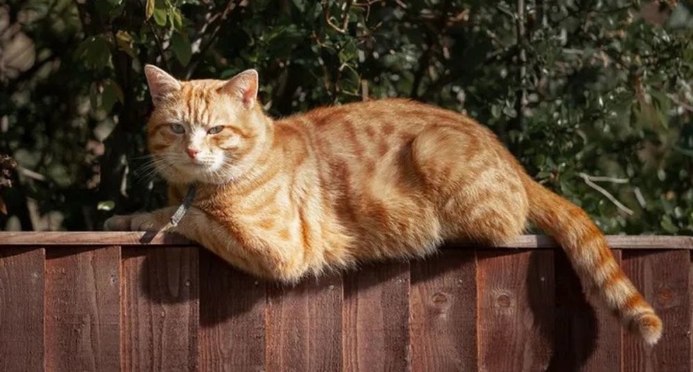 Сходка рыжей пушистой банды