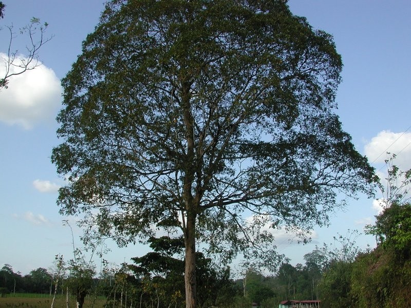 2. Подготовленное дерево