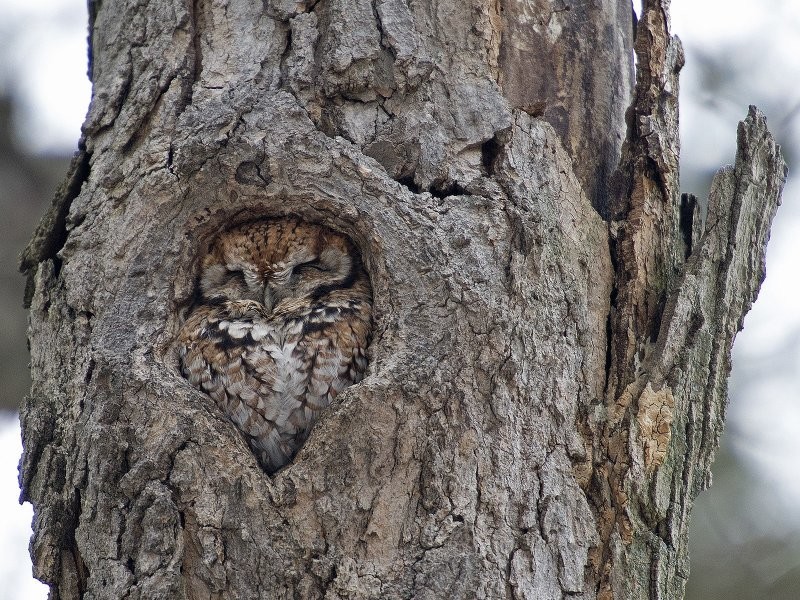 4. Найди сову