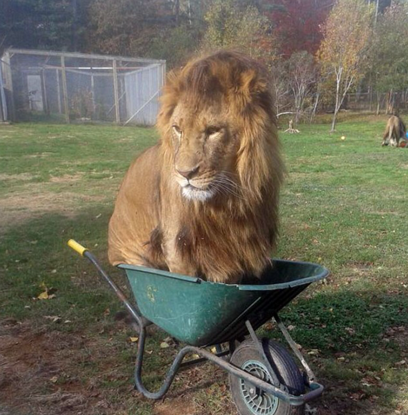 2. Императорская карета