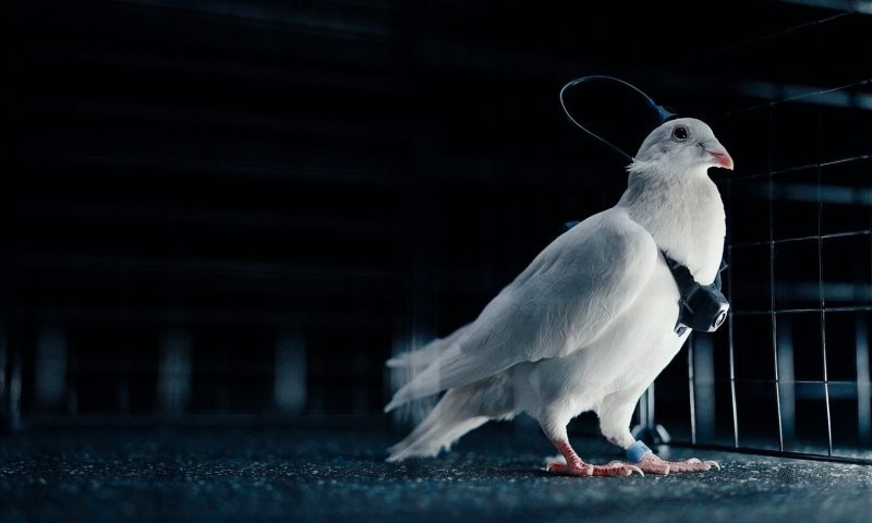 Российская компания создала управляемого голубя-биодрона