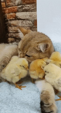 Просто гифки, всякие и&nbsp;разные