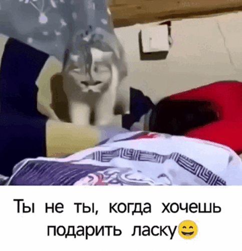 Просто гифки, всякие и&nbsp;разные