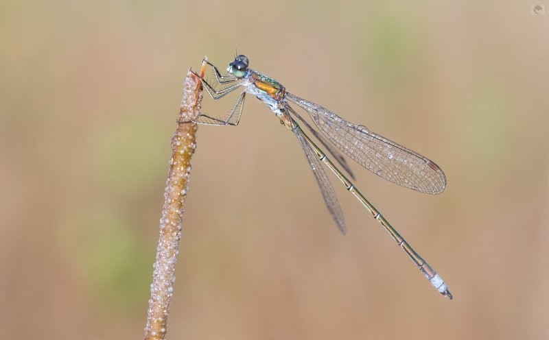 14. Глаза, в которых можно утонуть