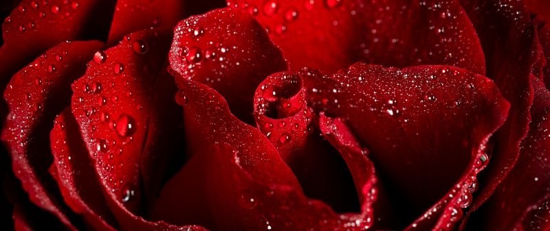 16. Королева цветов