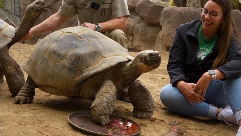 Старейшая обитательница зоопарка Сан-Диего скончалась в возрасте 141 года