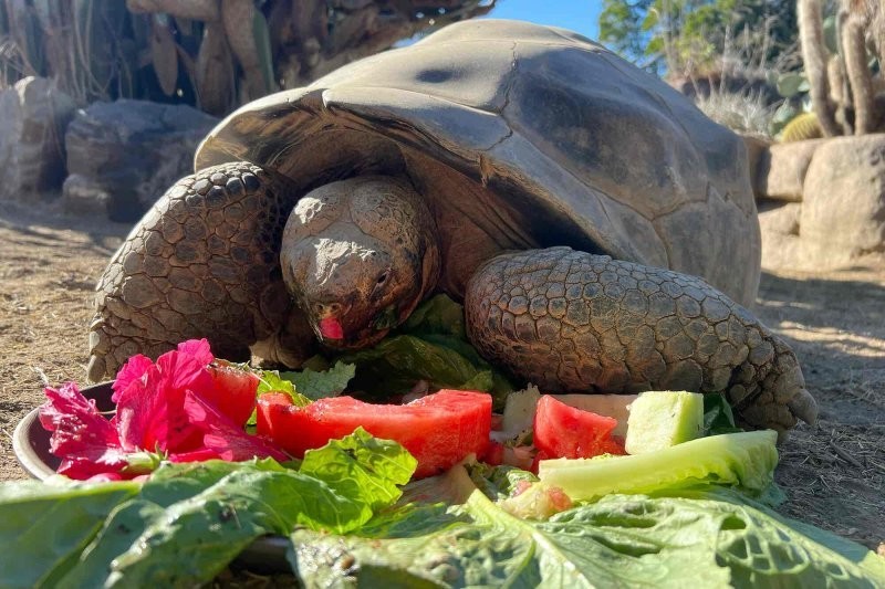Старейшая обитательница зоопарка Сан-Диего скончалась в возрасте 141 года