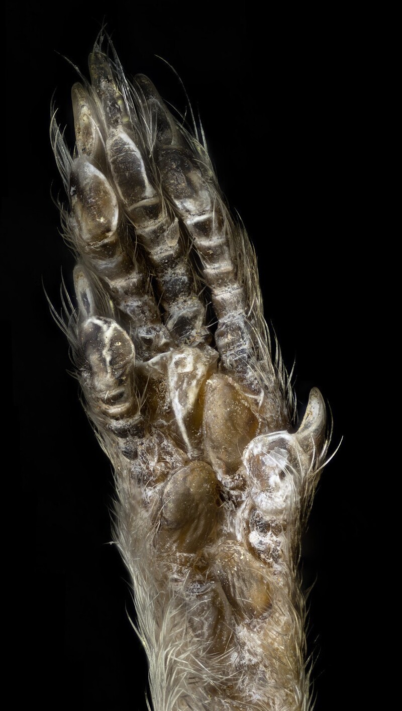 13. Мышиная лапка