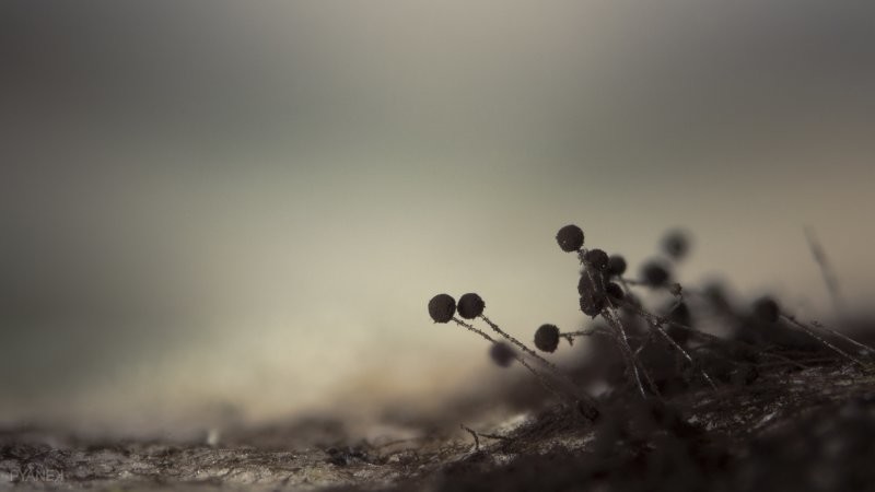 6. Плесень на хлебе