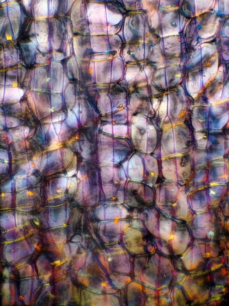 24. Слои луковицы