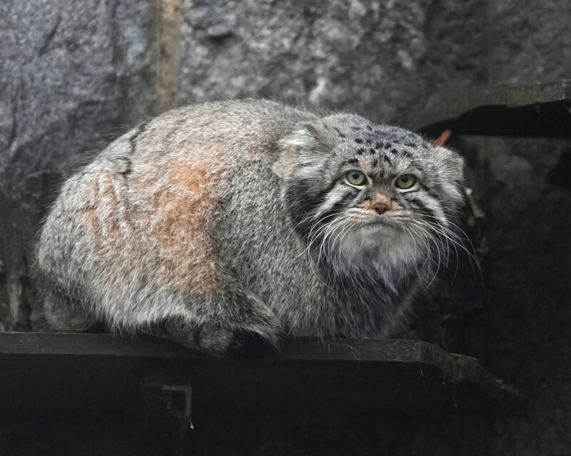 Попытка толстенького манула Тимофея забраться на дерево