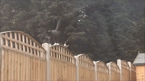 Просто гифки, всякие и&nbsp;разные