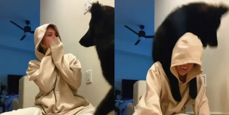 9-месячный щенок удивил всех своими гигантскими размерами