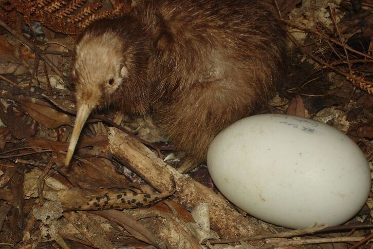 5. Яйцо птицы киви занимает приблизительно 1/4 часть тела самки