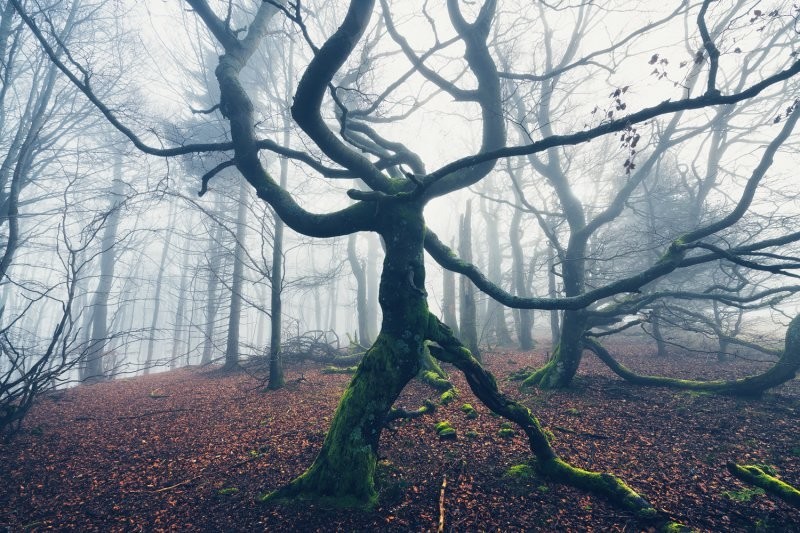 12. Мрачное дерево похоже на персонаж фильма ужасов