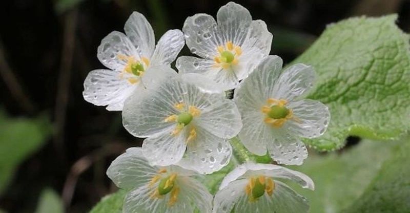 11. Двулистник Грея интересен способностью превращать белые лепестки в прозрачные под воздействием воды