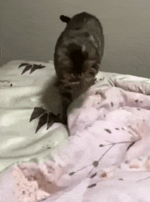 Просто гифки, всякие и&nbsp;разные