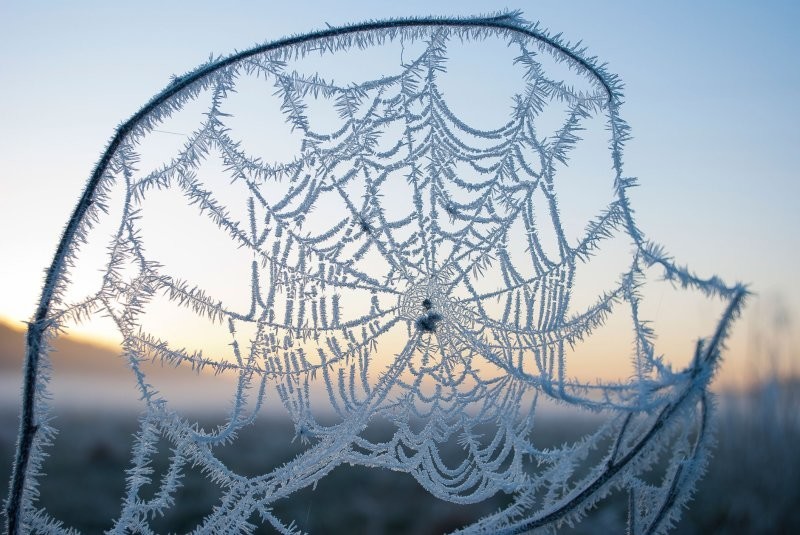 16. Фантазия природы безгранична