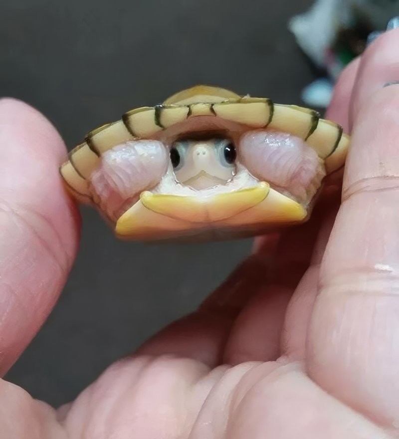 2. Крошечная черепашка, сомбреро или два в одном?