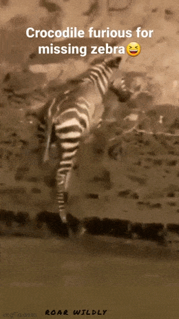 Просто гифки, всякие и&nbsp;разные