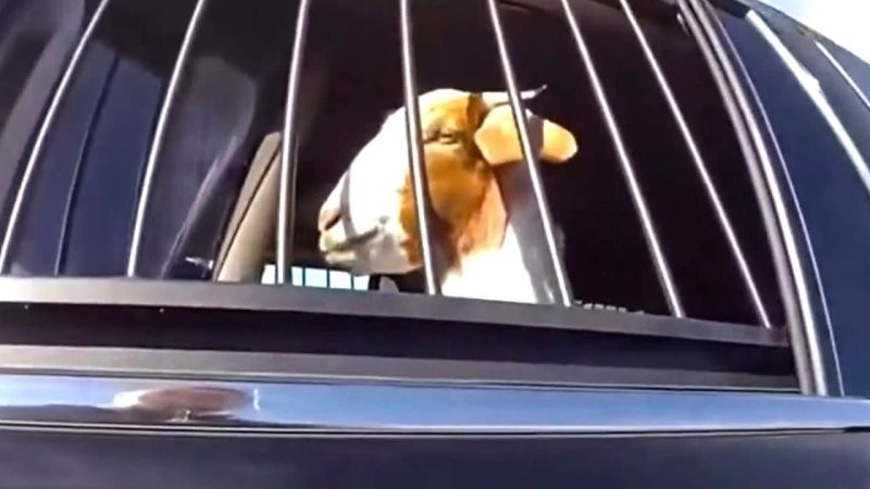 Полицейский «задержал» сбежавшего козла в Техасе