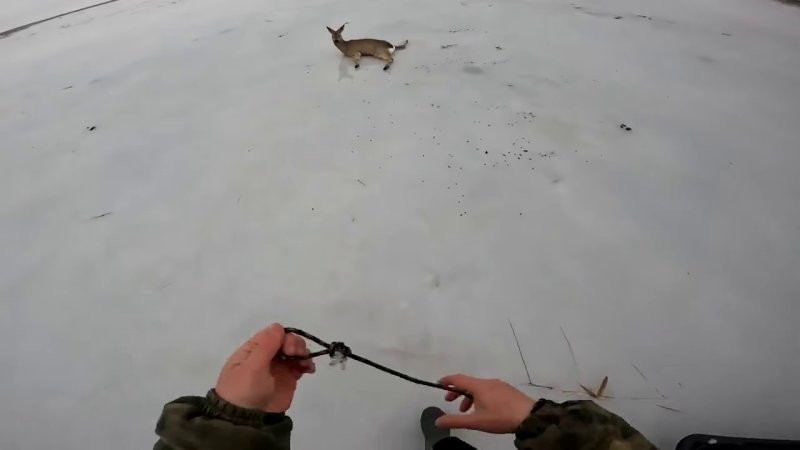 Двое мужчин спасли более десятка косуль в Новосибирской области