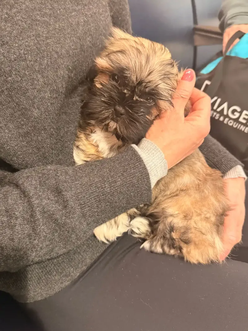 Женщина клонировала покойную собаку за 50 тысяч долларов и теперь жалеет о своём решении