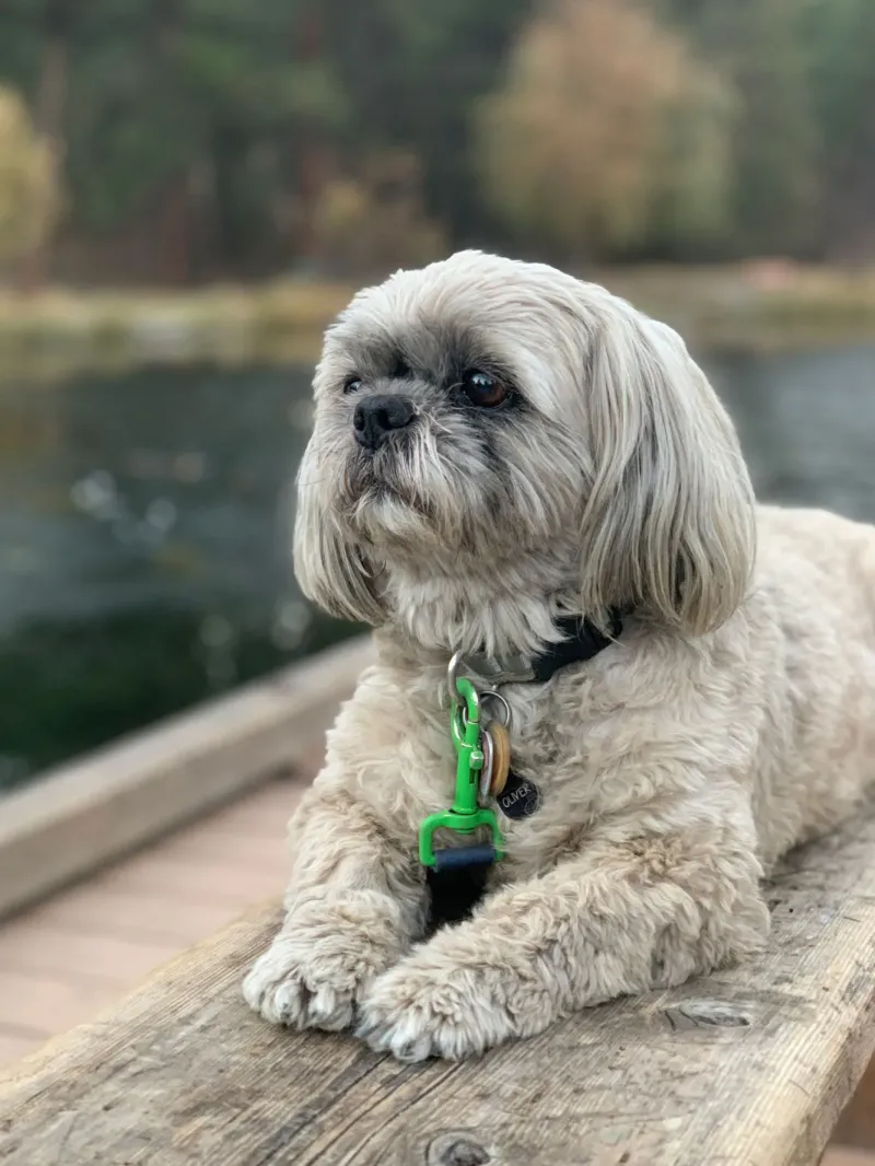 Женщина клонировала покойную собаку за 50 тысяч долларов и теперь жалеет о своём решении