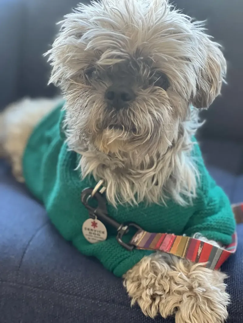 Женщина клонировала покойную собаку за 50 тысяч долларов и теперь жалеет о своём решении