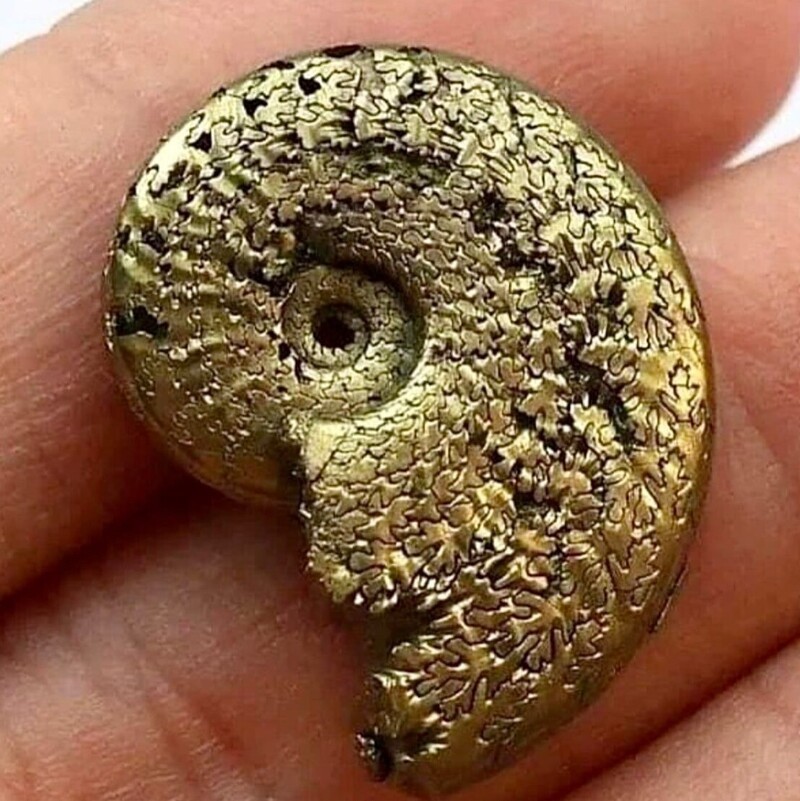 19. "Золотой" аммонит, найденный во Франции, цвет которого обусловлен  фосфатными минералами