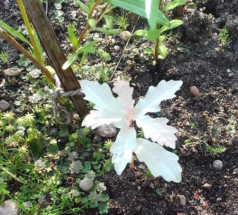 18. Маленький дуб-альбинос