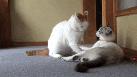 Просто гифки, всякие и&nbsp;разные