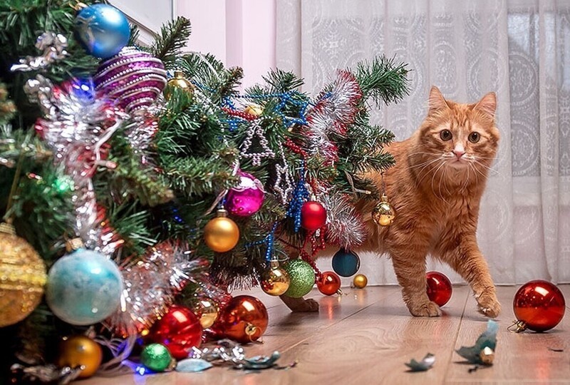 Кошки против новогодних елок