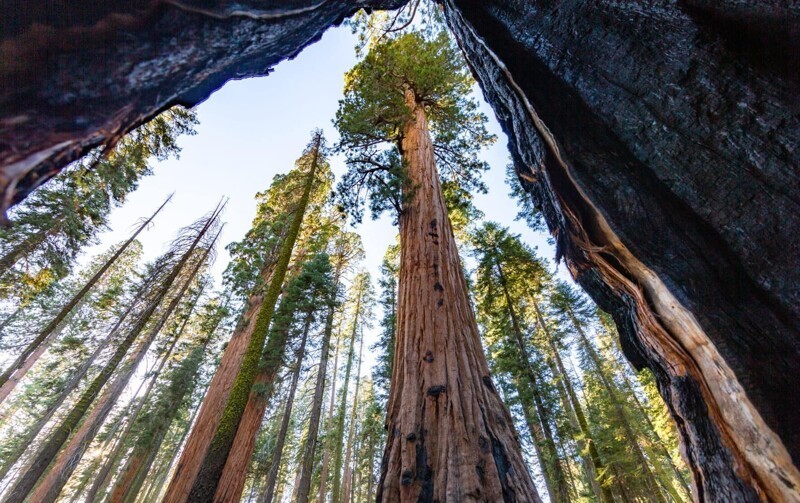 4. Национальный парк «Секвойя» расположен к востоку от города Висейлия в Калифорнии