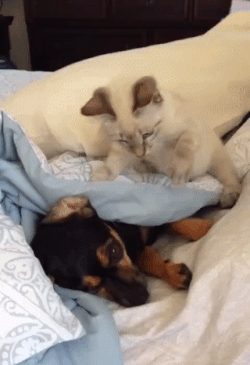 Просто гифки, всякие и&nbsp;разные