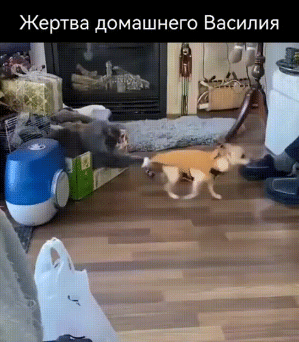 Просто гифки, всякие и&nbsp;разные