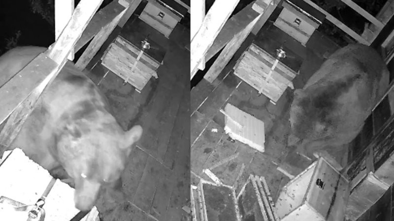 В Турции голодный медведь забрался на балкон жилого дома за медом