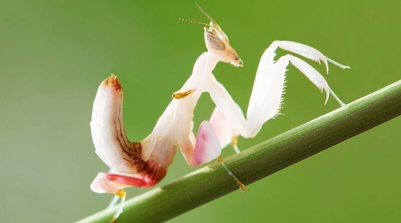 1. Орхидейный богомол