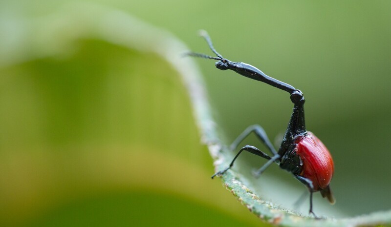 11. Жук Trachelophorus giraffa