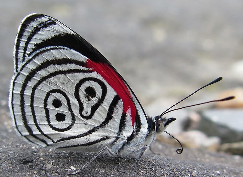 9. Бабочка Diaethria clymena