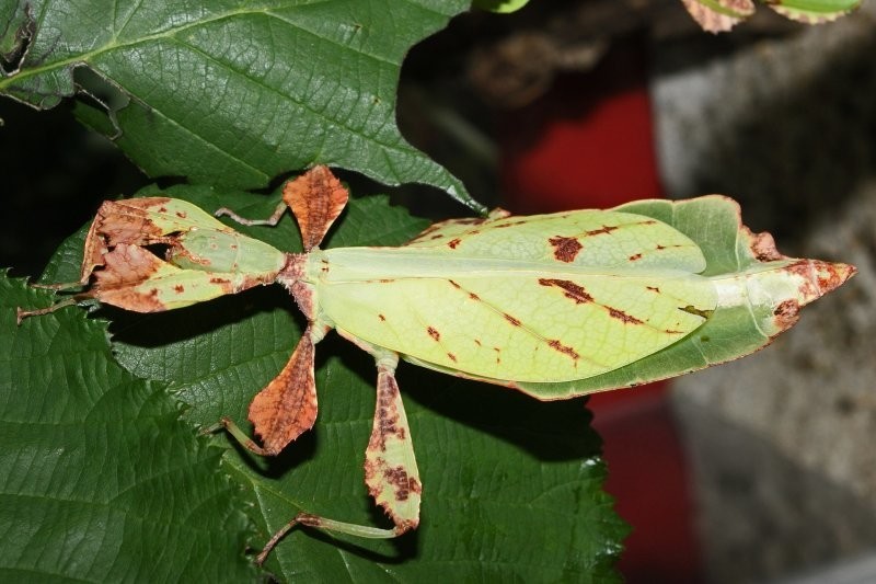 2. Палочник листовидка