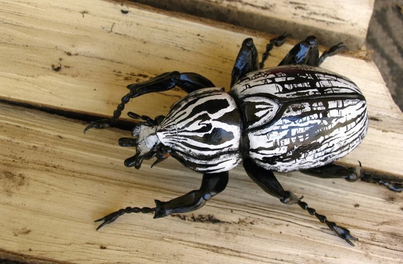 7. Жук-Голиаф жемчужный