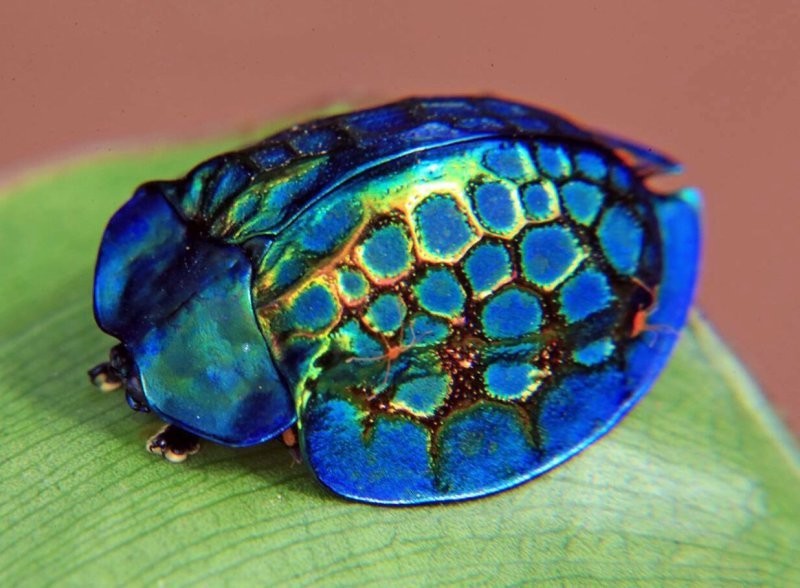 8. Императорский черепаховый жук или жук-черепаха