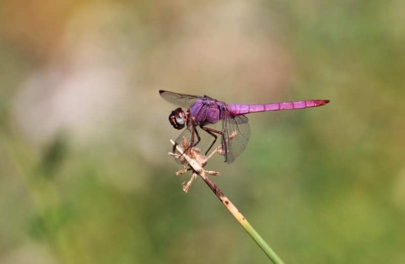 12. Розовая стрекоза Orthemis ferruginea