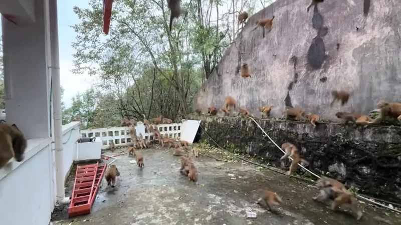 В Таиланде дикая мартышка загрызла пенсионера