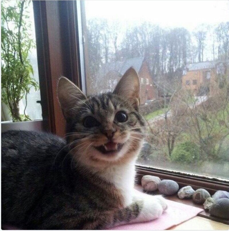 8. Сад камней