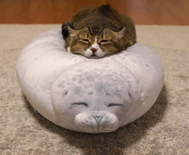 13. Я котень, и мне всё лень