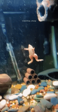 Просто гифки, всякие и&nbsp;разные