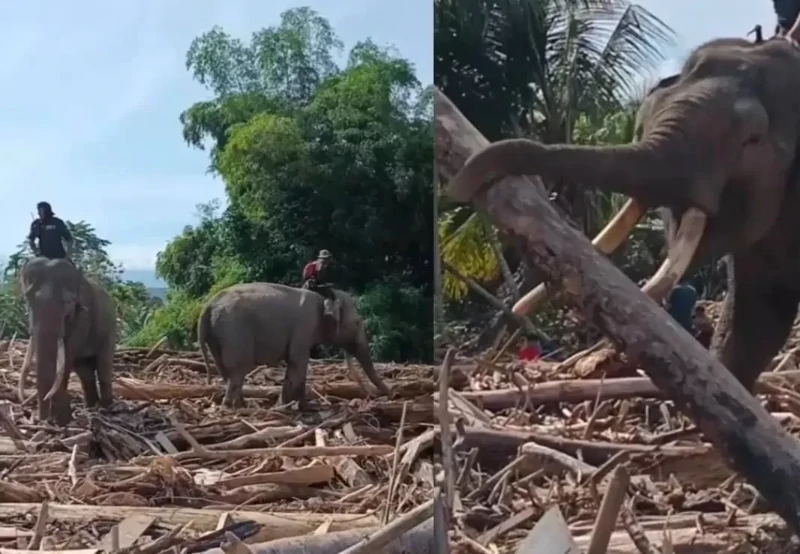 В Индонезии для расчистки последствий наводнения привлекли четырёх слонов