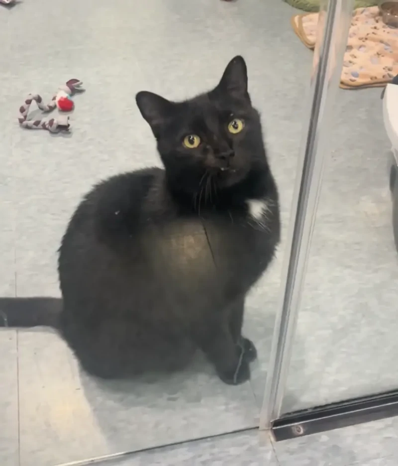 Кот каждый день садился у двери, ожидая своих будущих хозяев